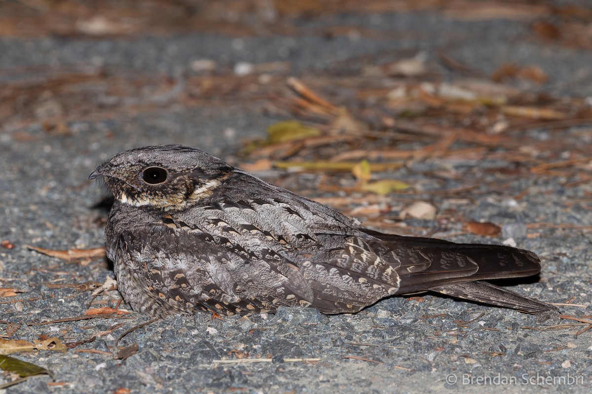White-throated Nightjar - ML646758070