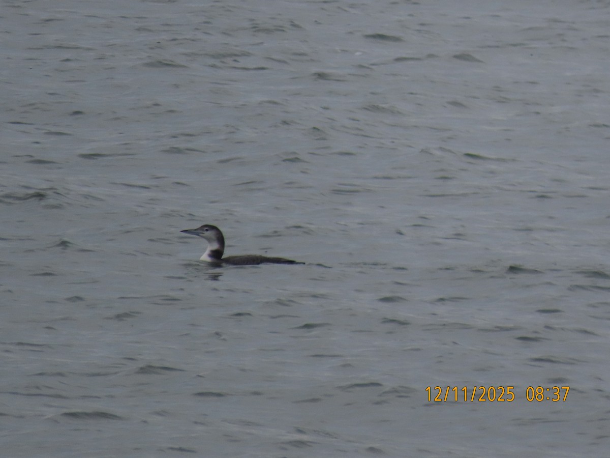 Common Loon - ML646758071