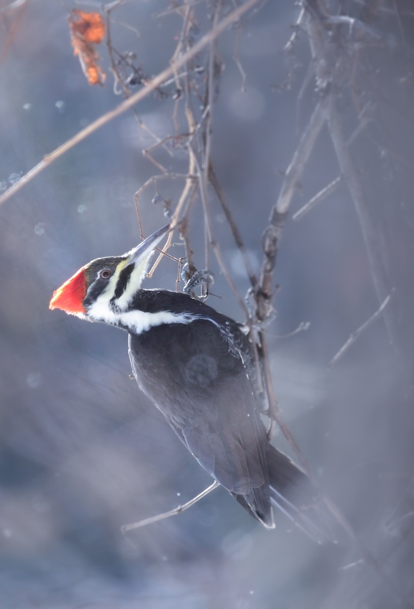 Pileated Woodpecker - ML646758072