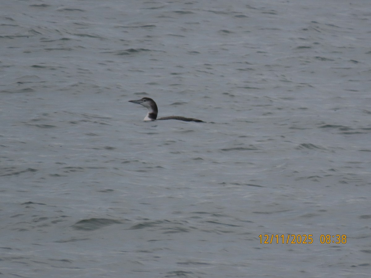 Common Loon - ML646758073