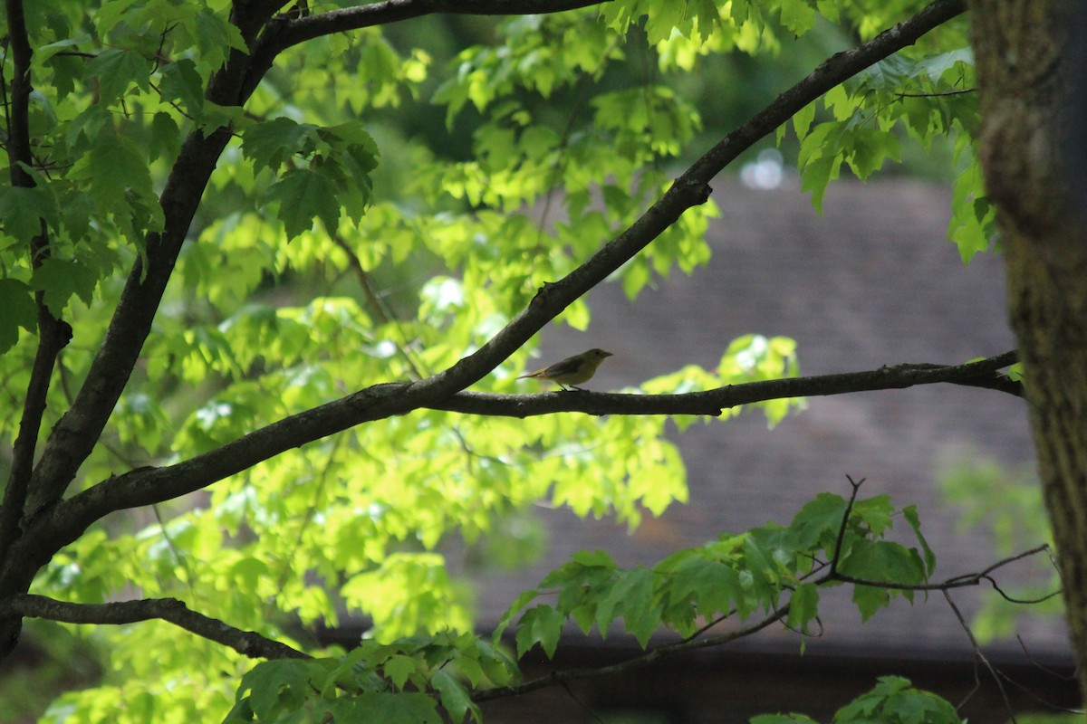 Scarlet Tanager - ML646758080