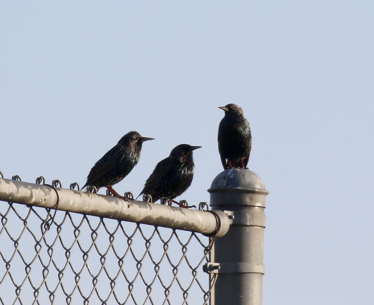 歐洲椋鳥 - ML646758081