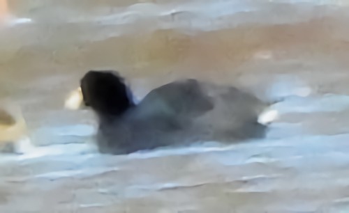 American Coot - ML646758083