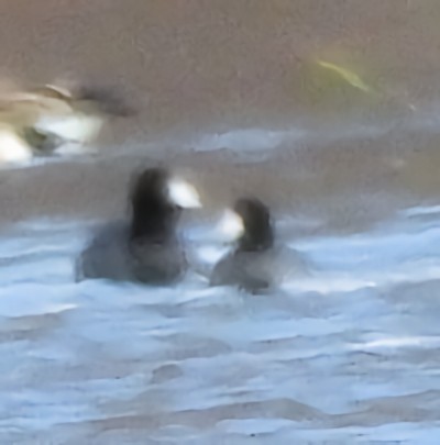 American Coot - ML646758084