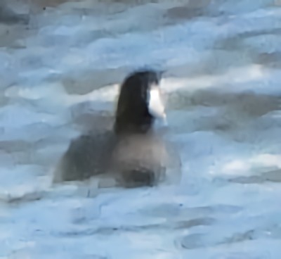 American Coot - ML646758085
