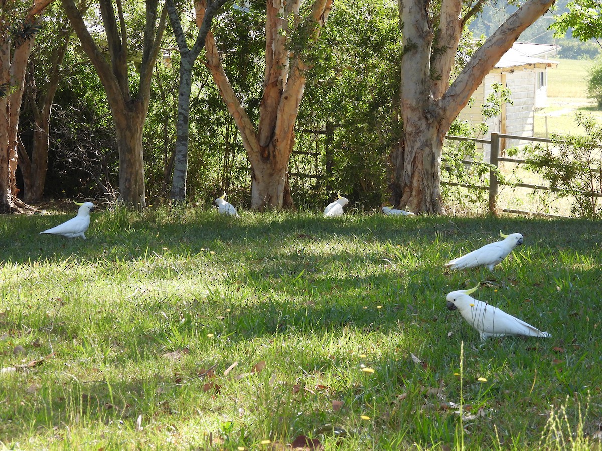 葵花鳳頭鸚鵡 - ML646758087