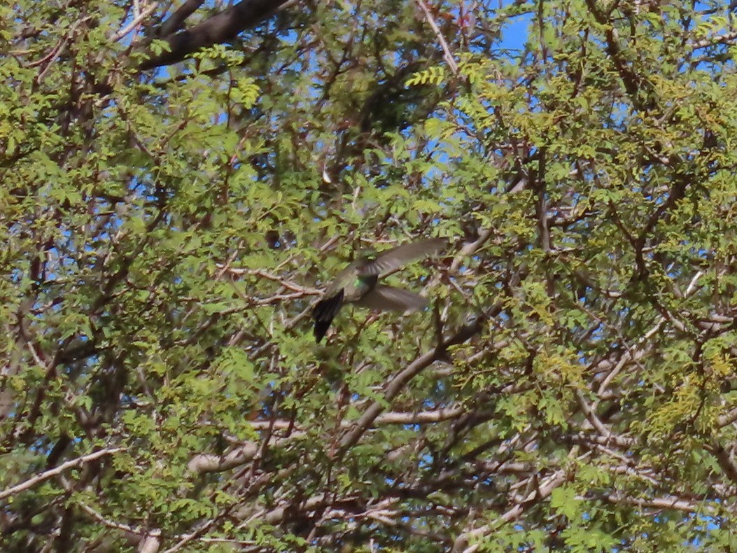 Broad-billed Hummingbird - ML646758088
