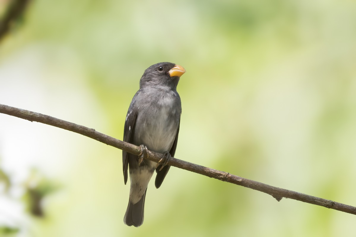 Slate-colored Seedeater - ML646758089