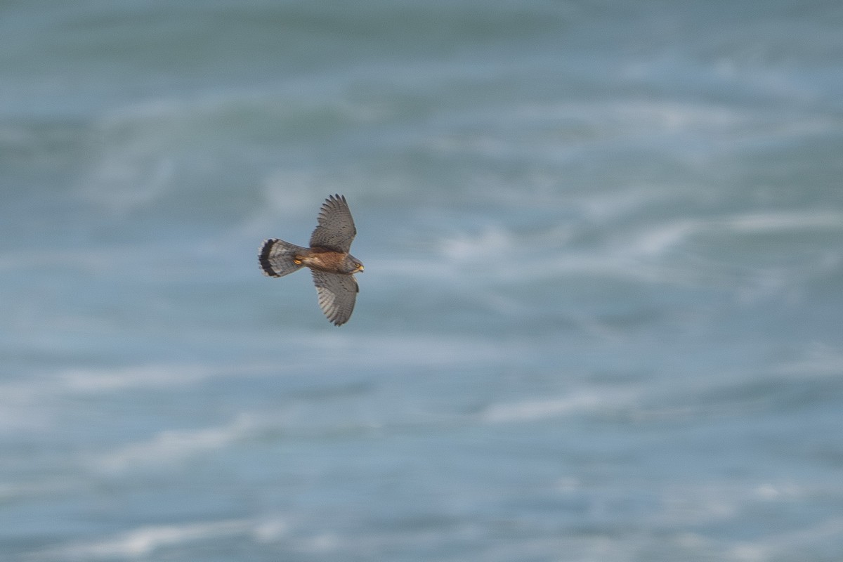 Rock Kestrel - ML646758090