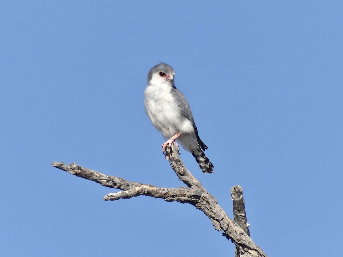 Pygmy Falcon - ML646758092