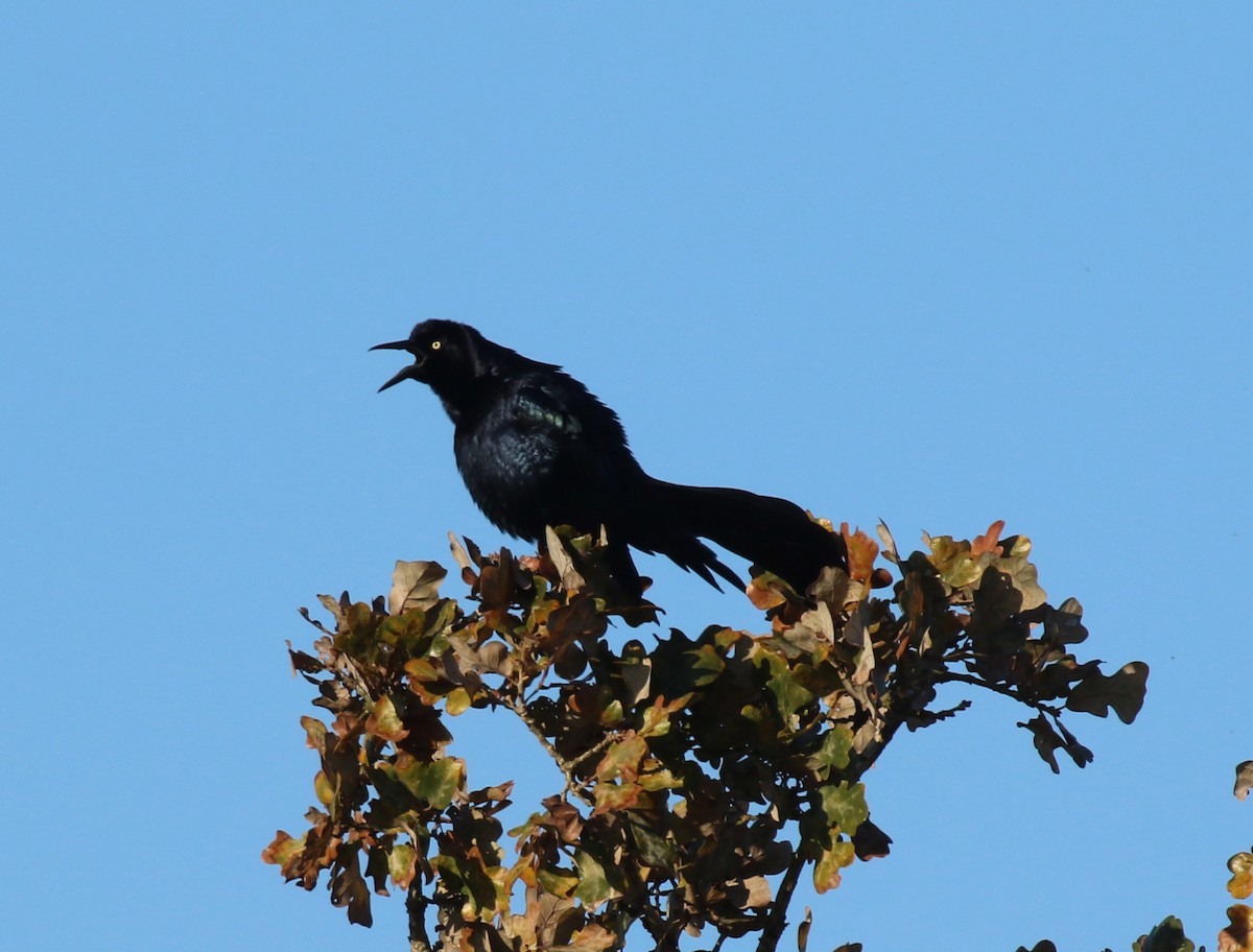 Great-tailed Grackle - ML646758094