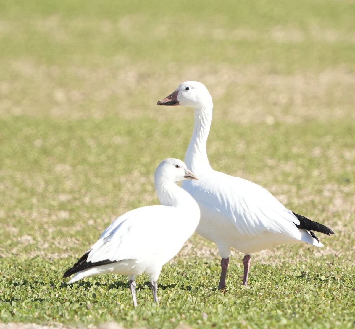 Ross's Goose - ML646758095