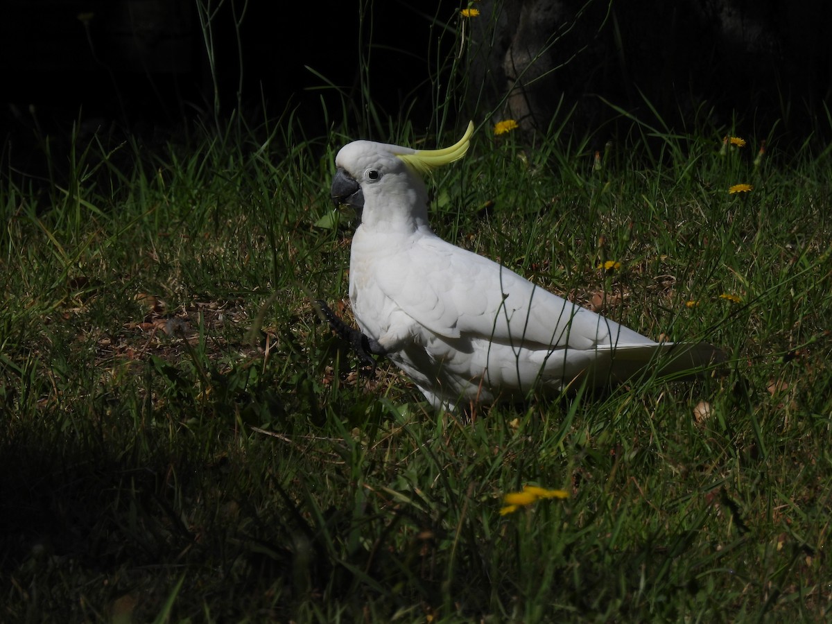 葵花鳳頭鸚鵡 - ML646758096