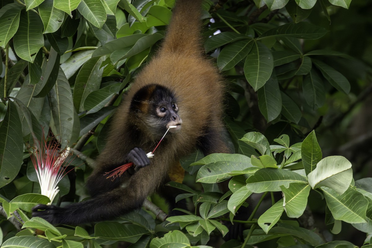 Central American Spider Monkey - ML646758097