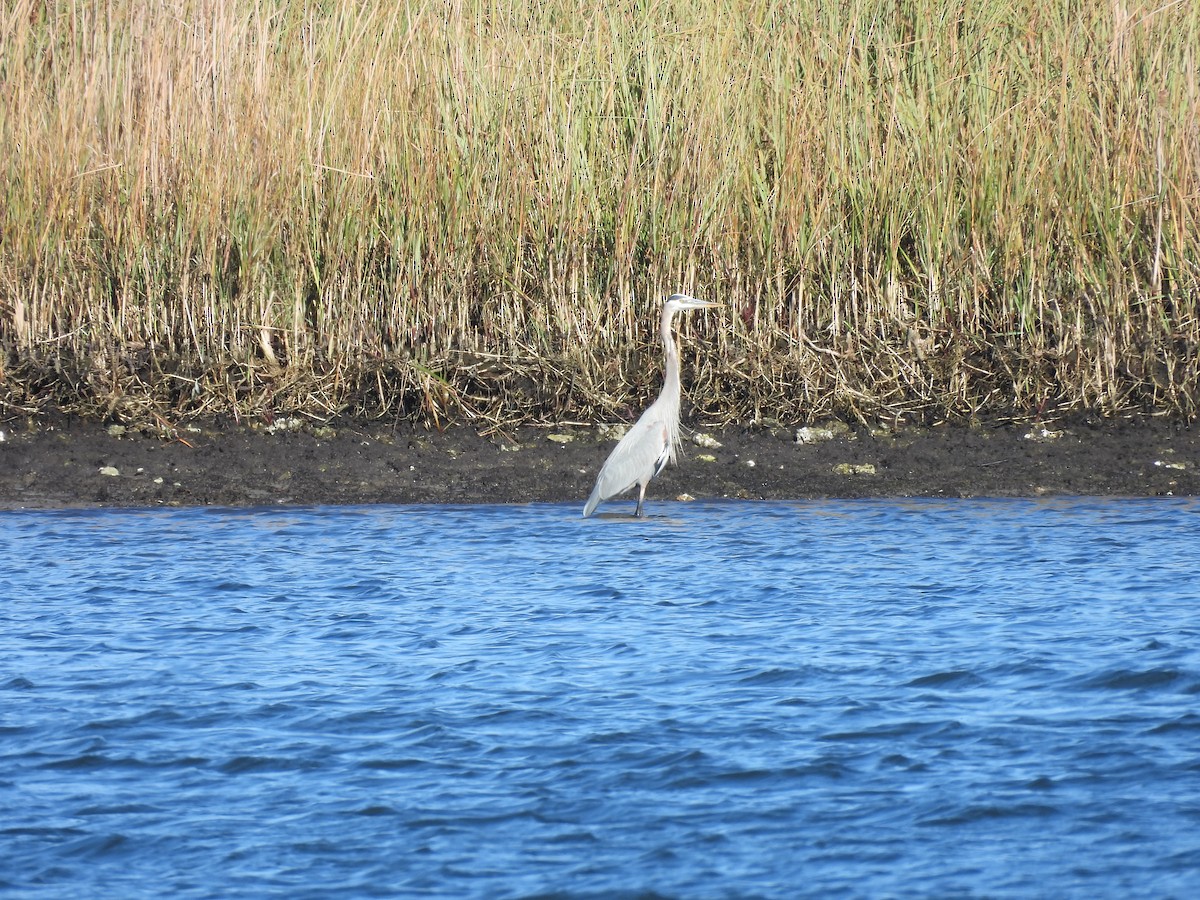 Great Blue Heron - ML646758098