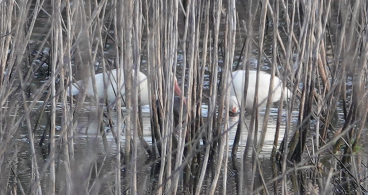 White Ibis - ML646758099