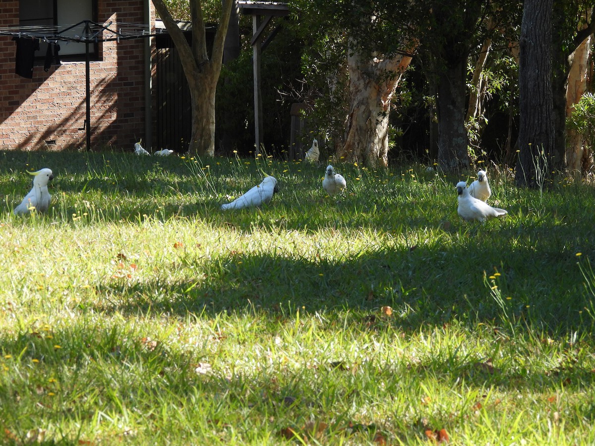 葵花鳳頭鸚鵡 - ML646758100
