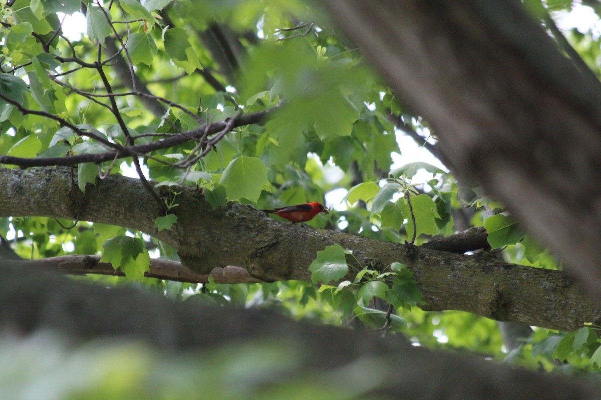 Scarlet Tanager - ML646758101