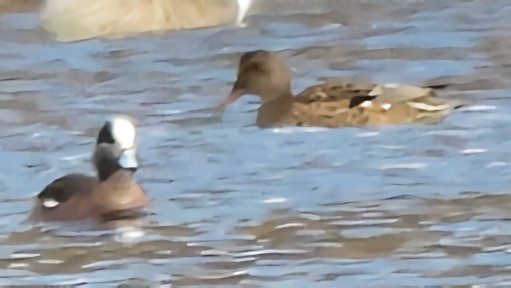 葡萄胸鴨 - ML646758102