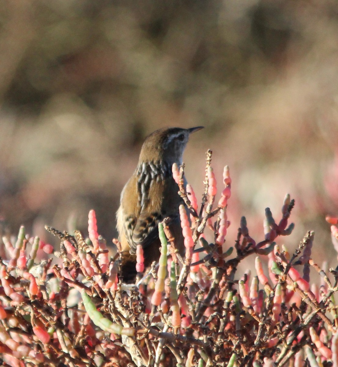 Marsh Wren - ML646758103