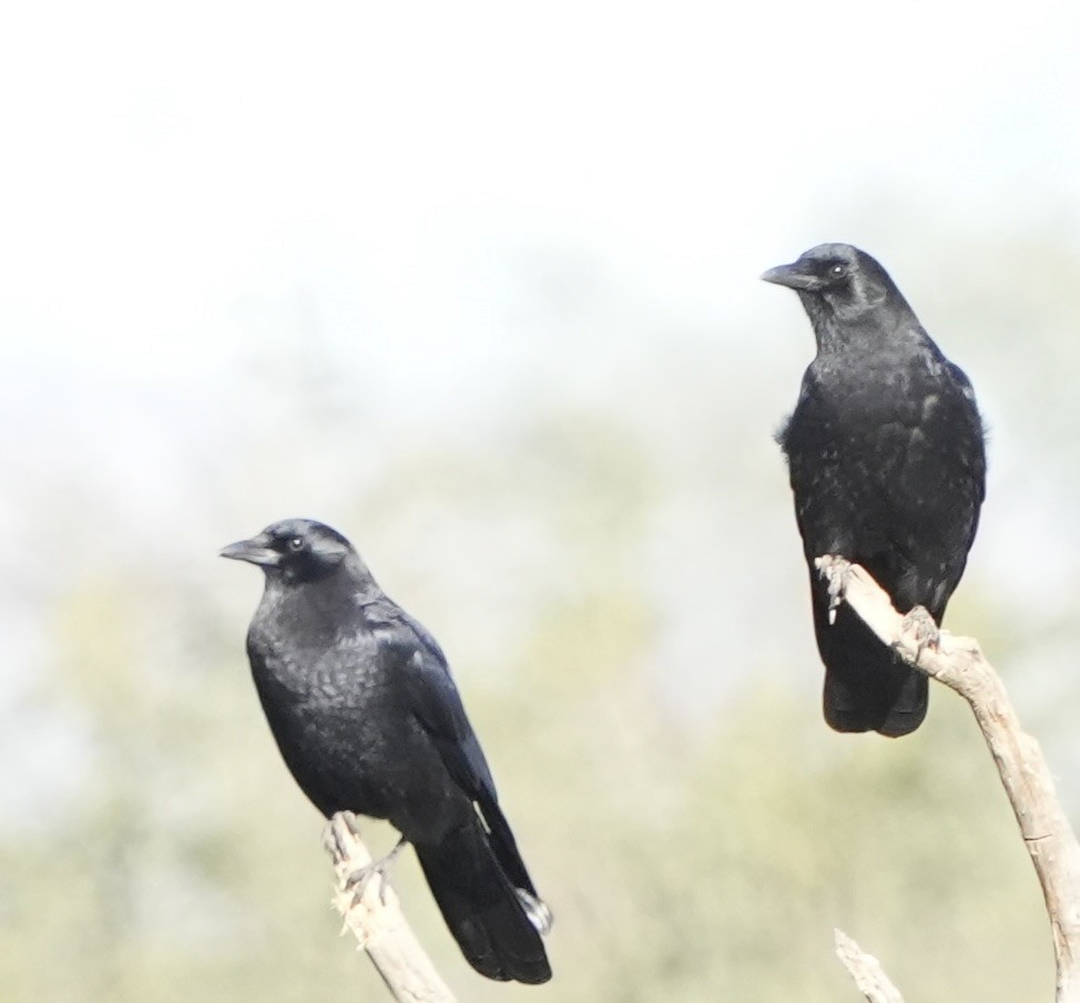 American Crow - ML646758105