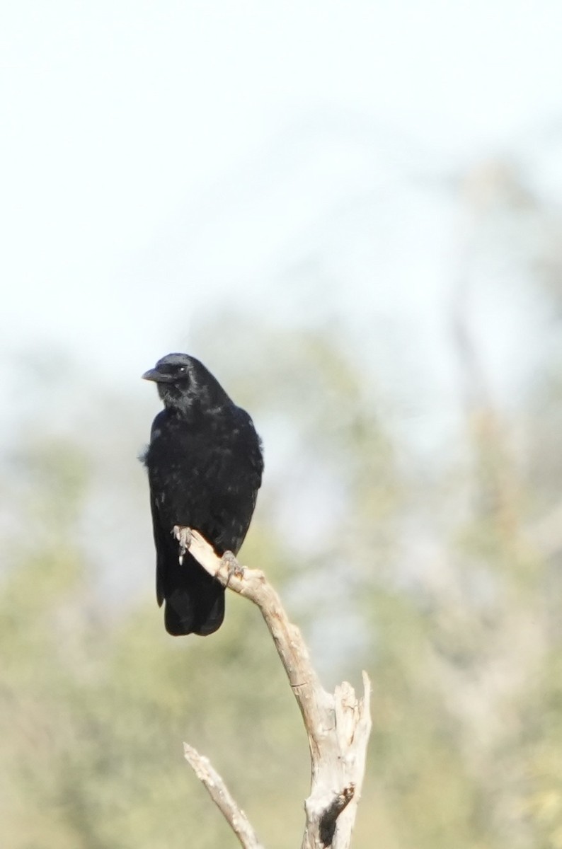 American Crow - ML646758107