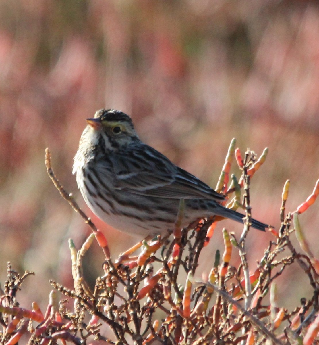 Savannah Sparrow - ML646758108