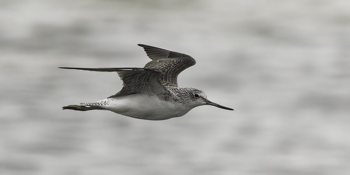 Marsh Sandpiper - ML646758109