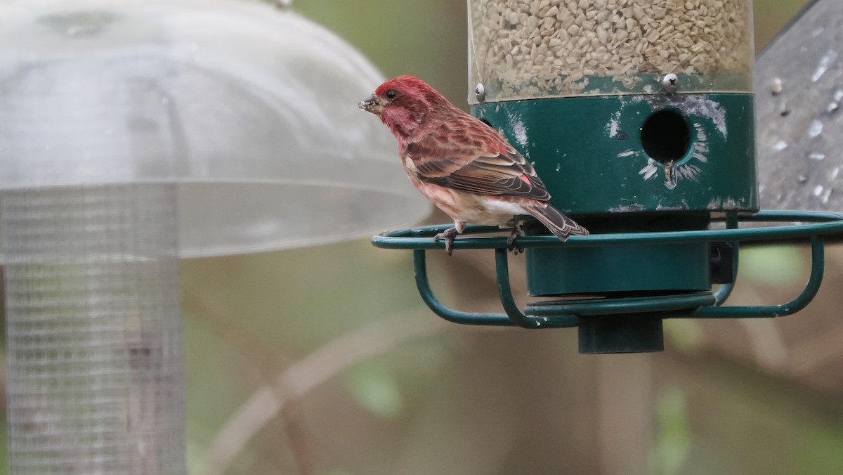 Amerika Çütresi - ML646758111