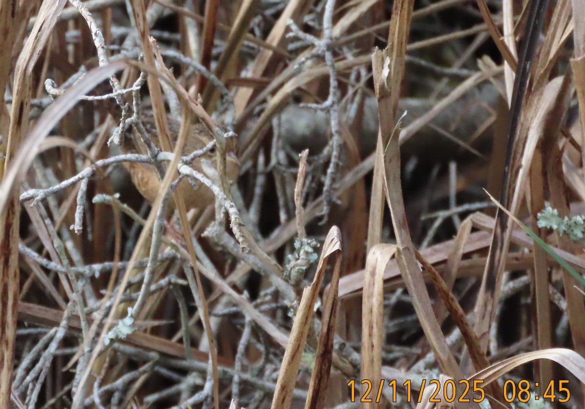 Sedge Wren - ML646758112