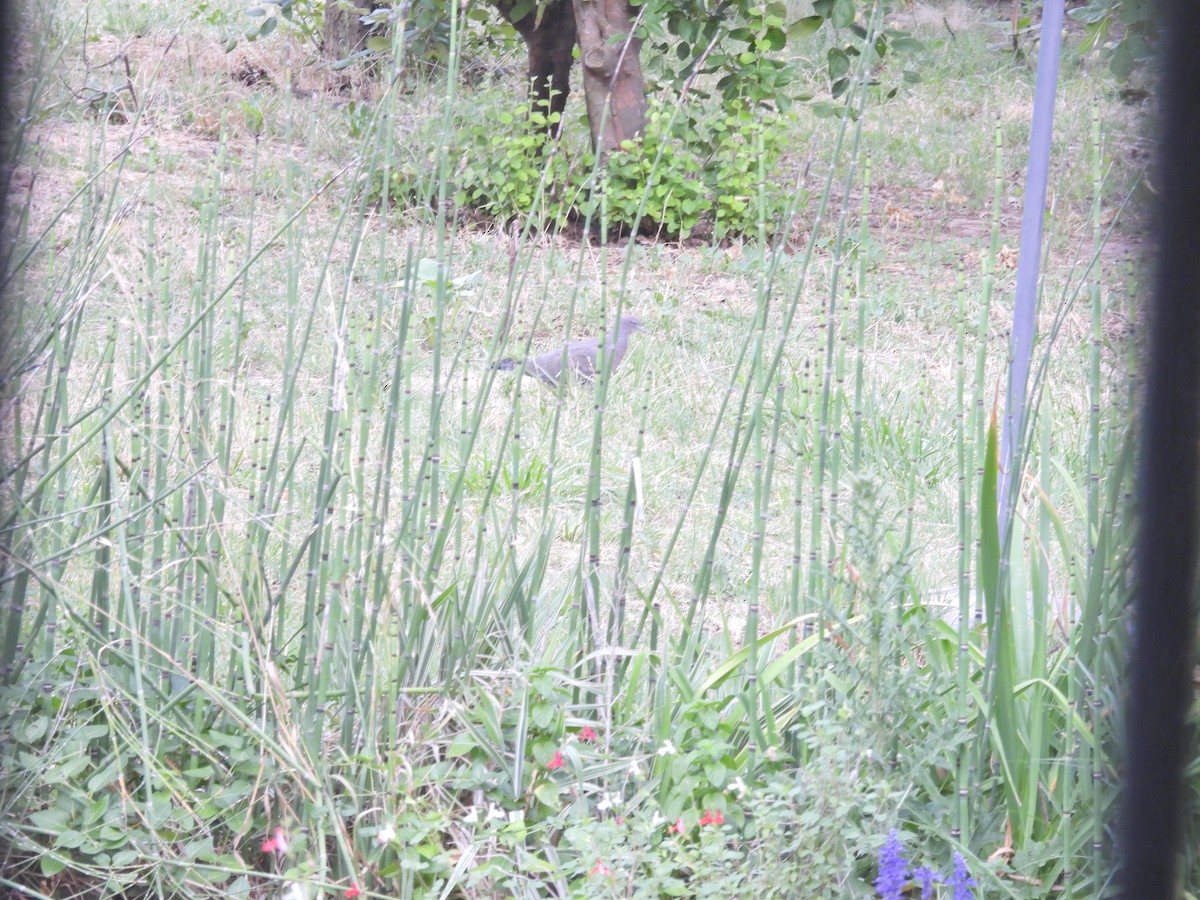 Picazuro Pigeon - ML646758113