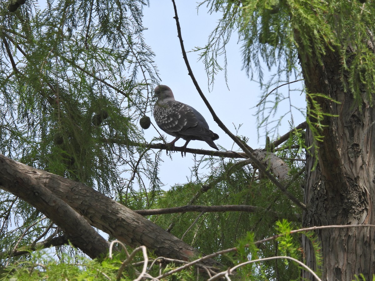 Fleckentaube - ML646758117