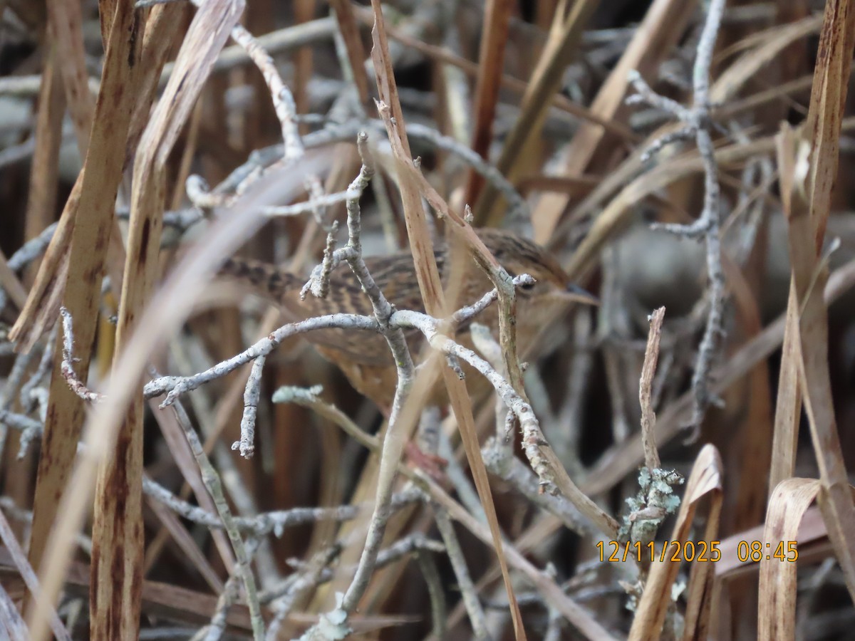 Sedge Wren - ML646758118