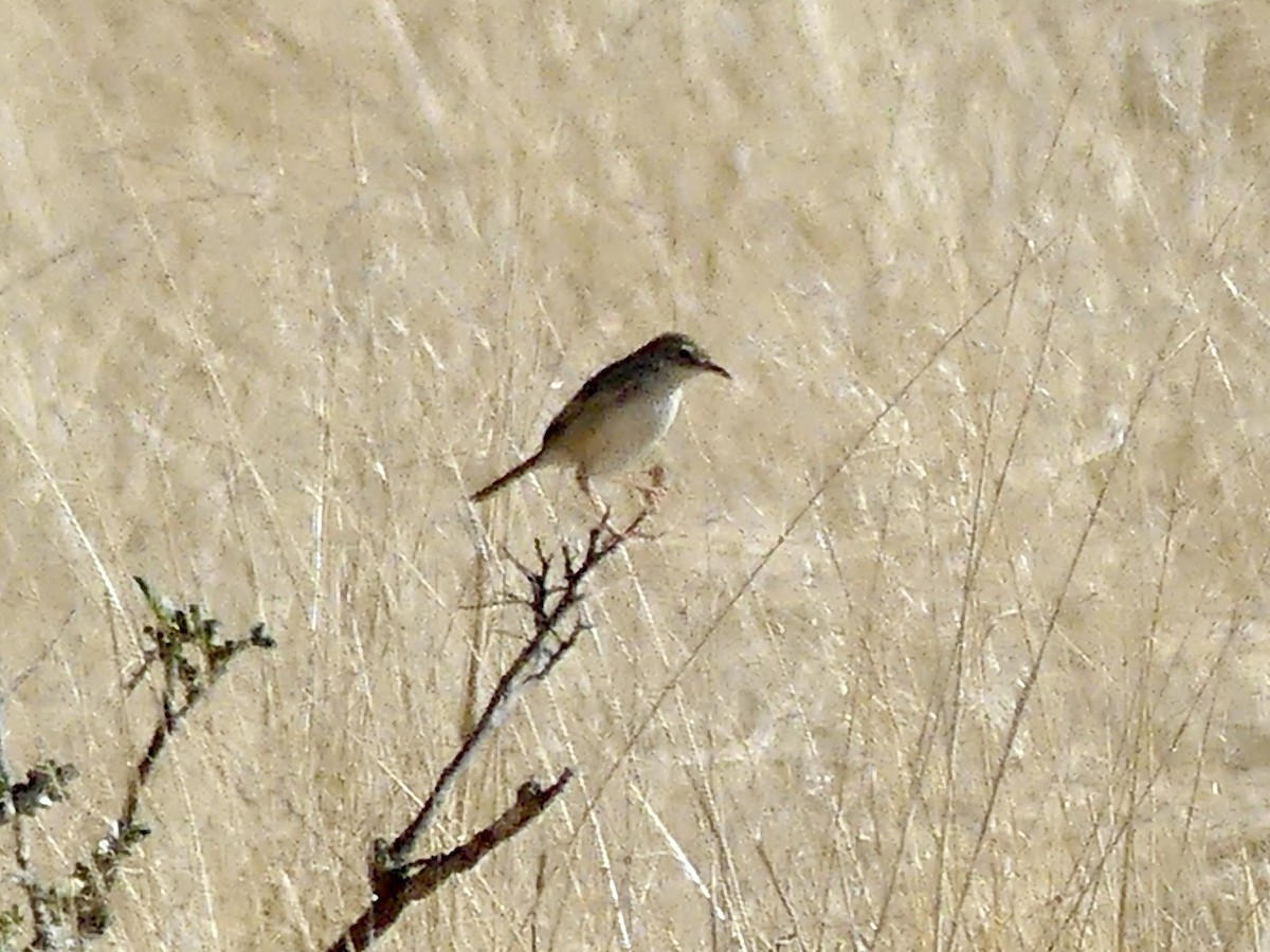 Kalaharizistensänger - ML646758120