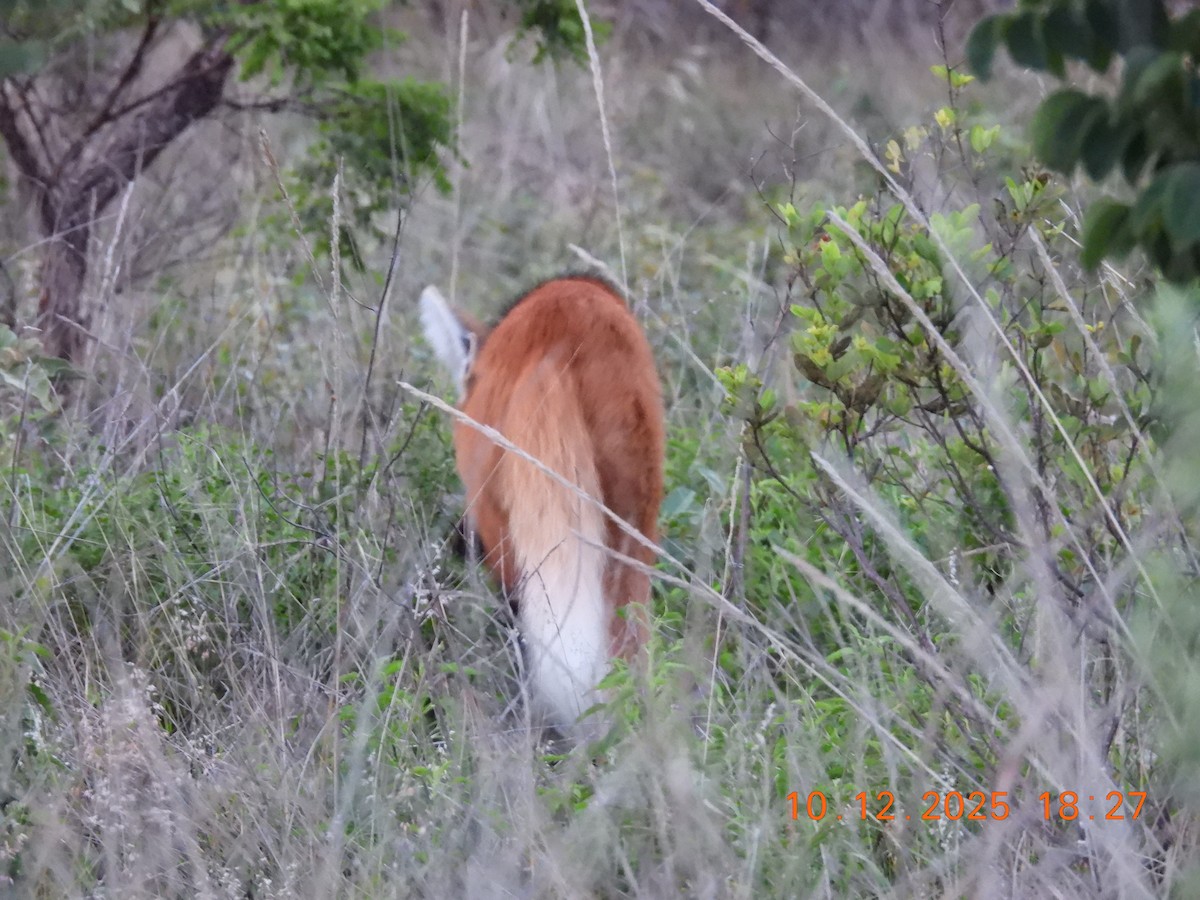 Crisocione - ML646758124