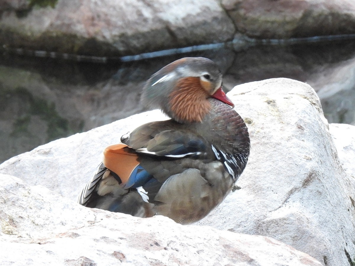 Animals - ML646758125