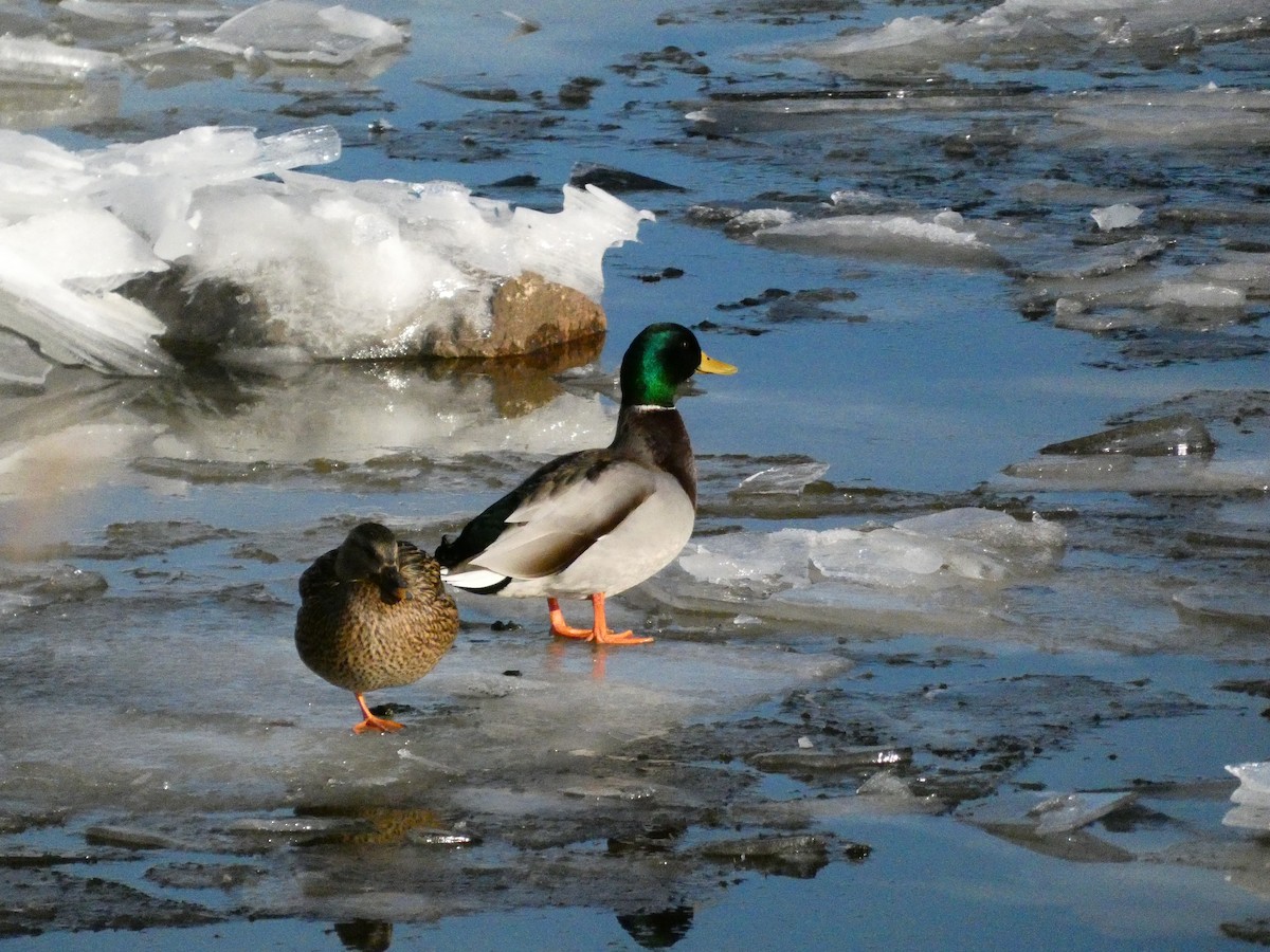 Mallard - ML646758130