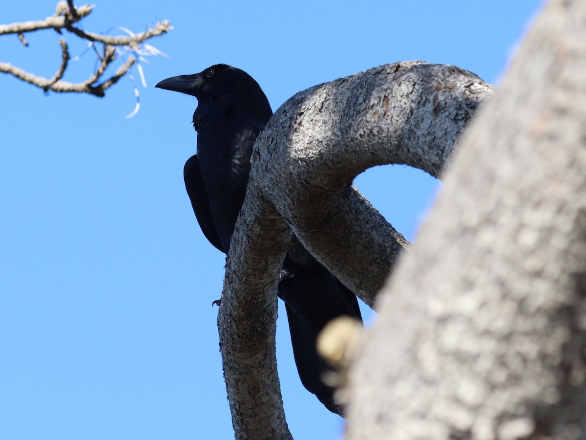 Common Raven - ML646758137