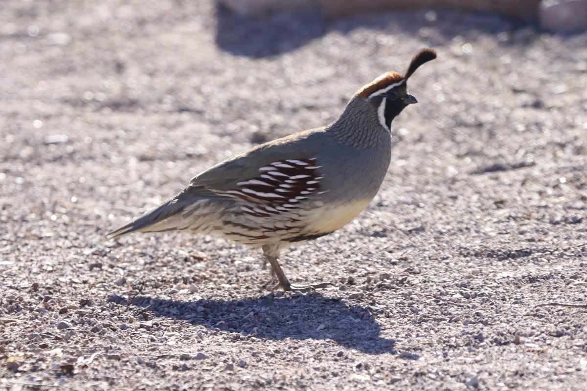 Gambel's Quail - ML646758139