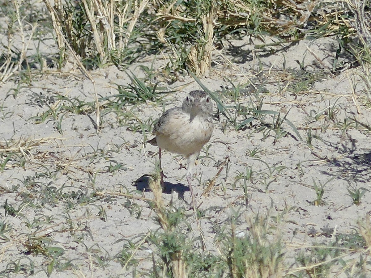 Eastern Clapper Lark - ML646758142