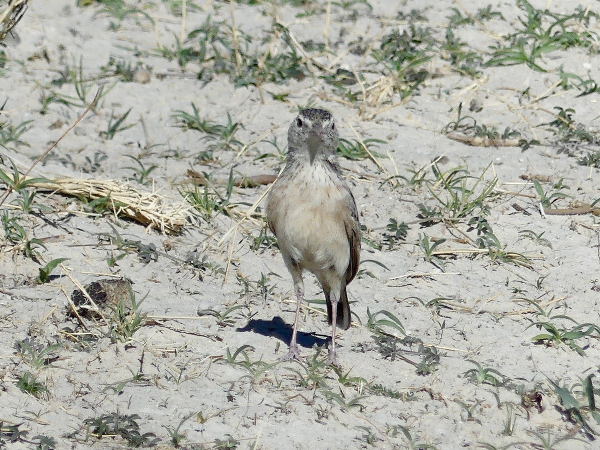 Eastern Clapper Lark - ML646758143
