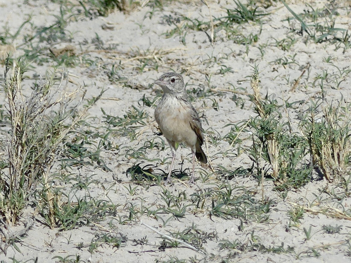Eastern Clapper Lark - ML646758144