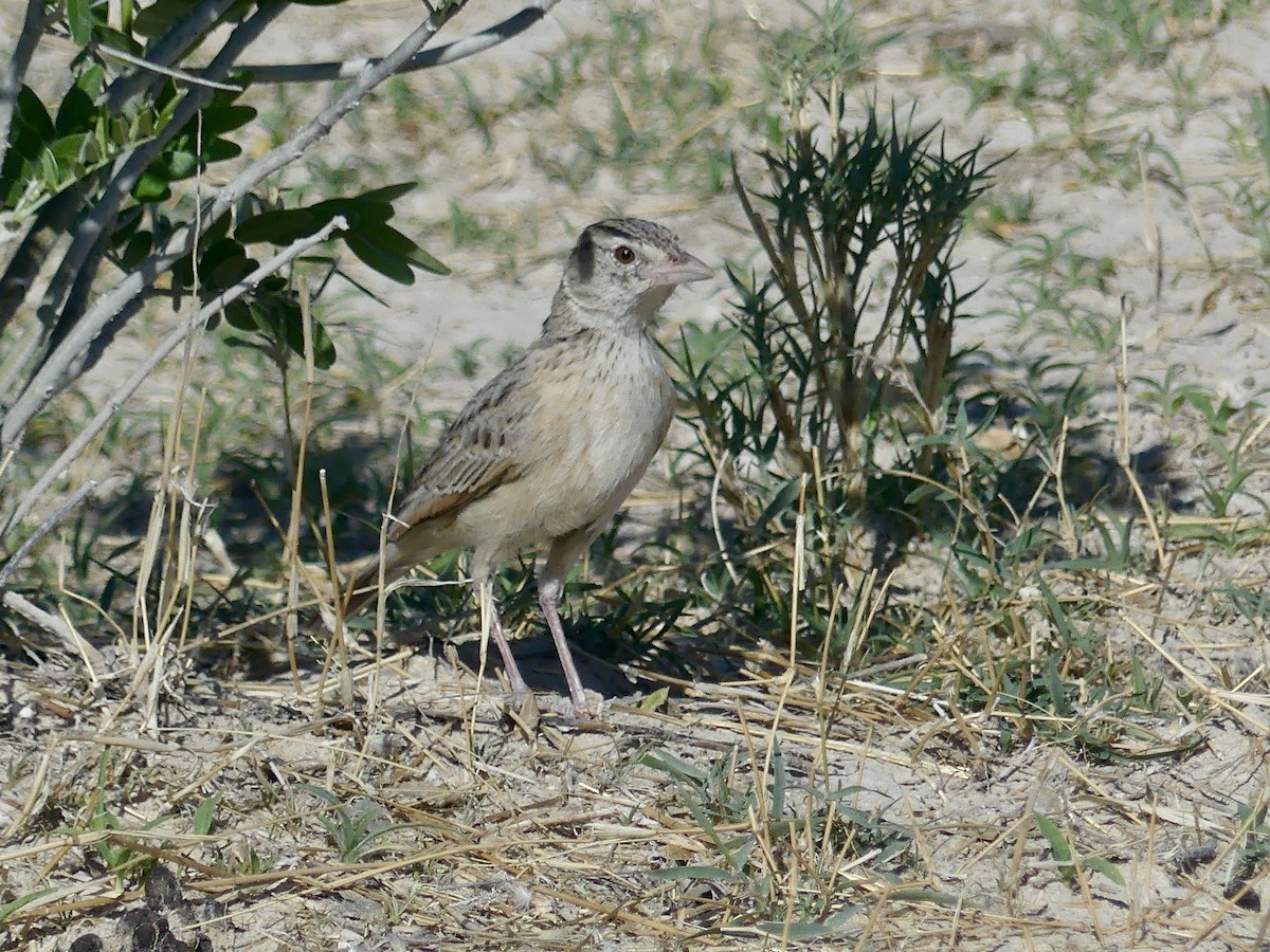Eastern Clapper Lark - ML646758145