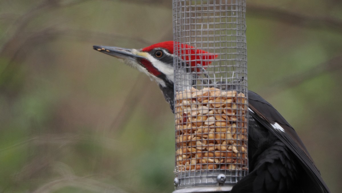 Kuzey Amerika Kara Ağaçkakanı - ML646758154