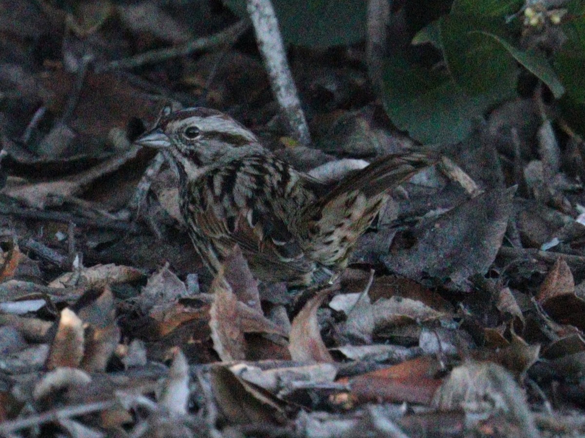 Song Sparrow - ML646758156