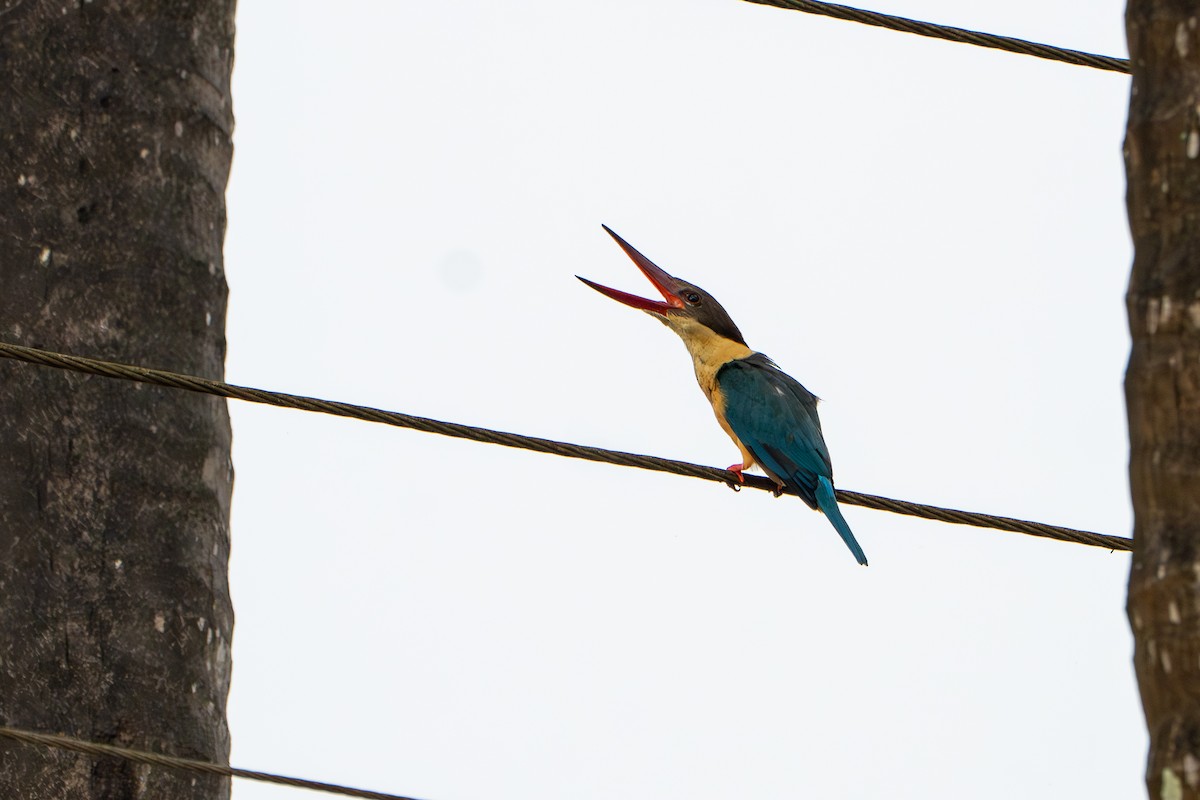 Аистоклювый гуриал - ML646758157