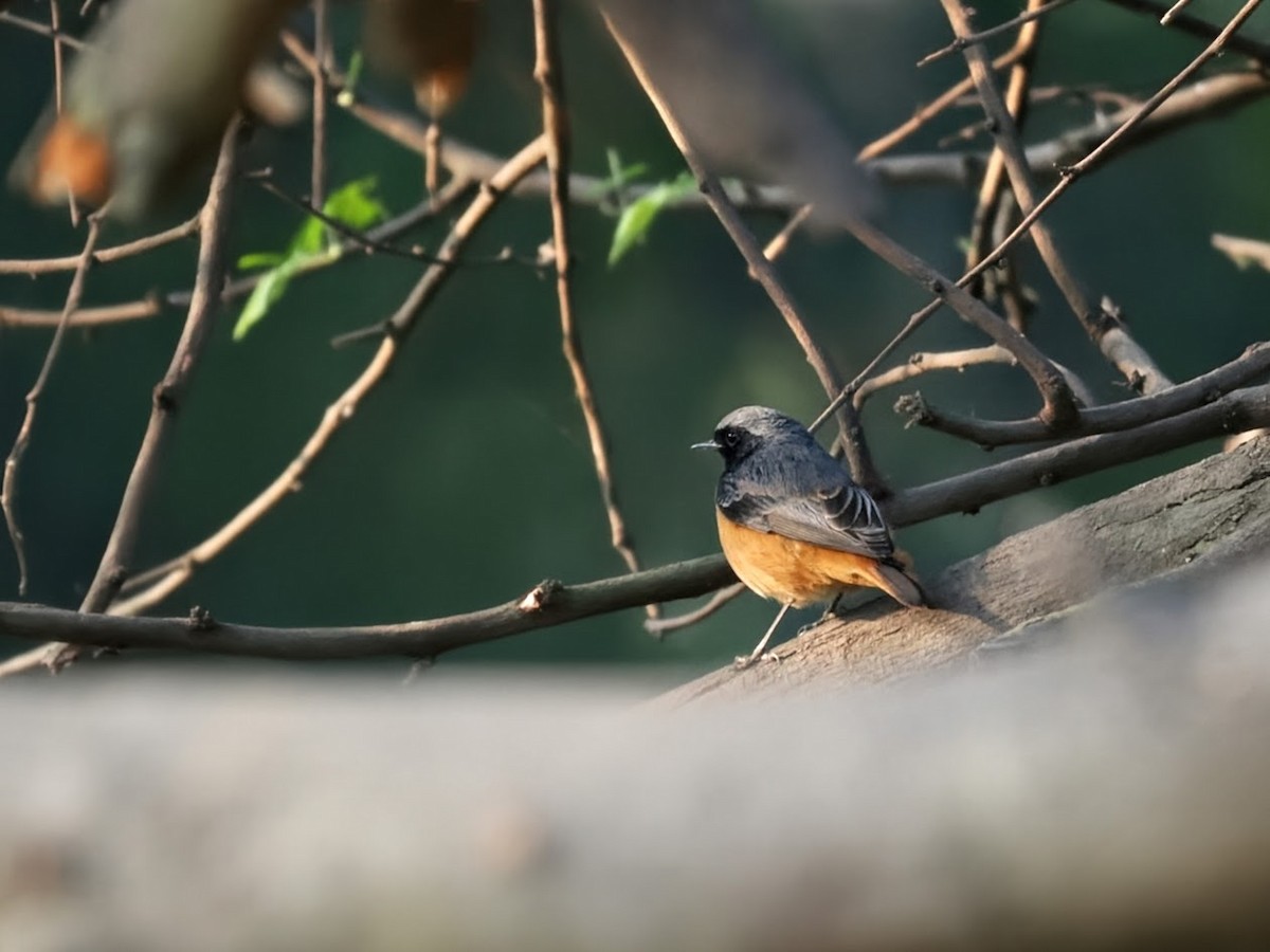 Black Redstart - ML646758158