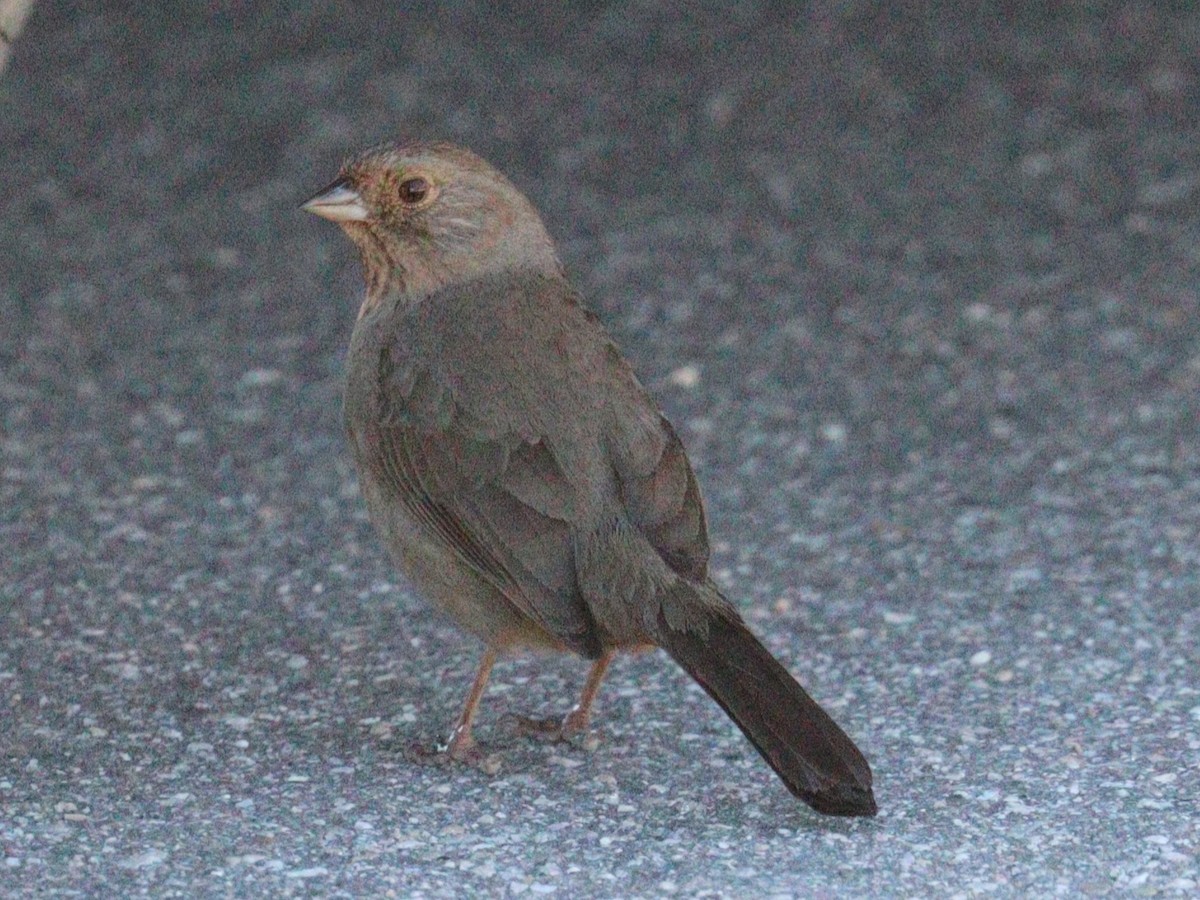 California Towhee - ML646758160