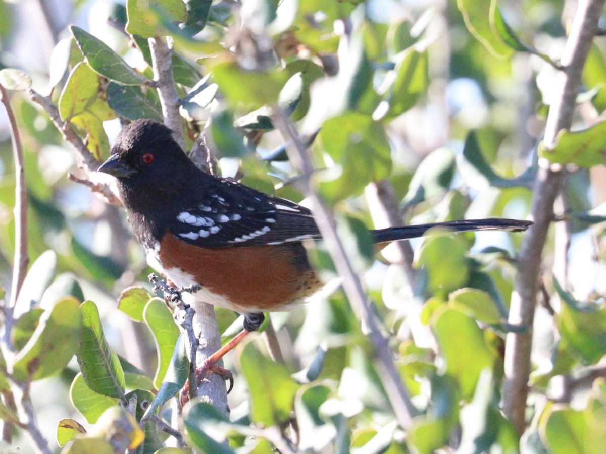 Spotted Towhee - ML646758161