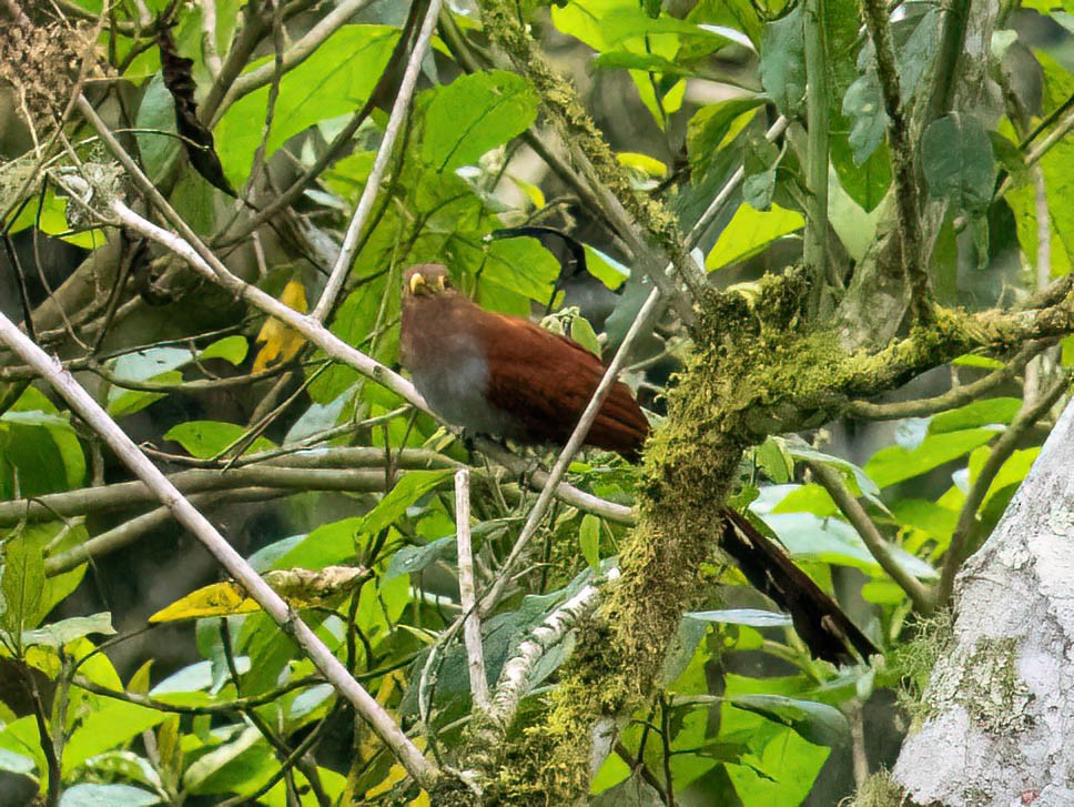 Common Squirrel-Cuckoo - ML646758164